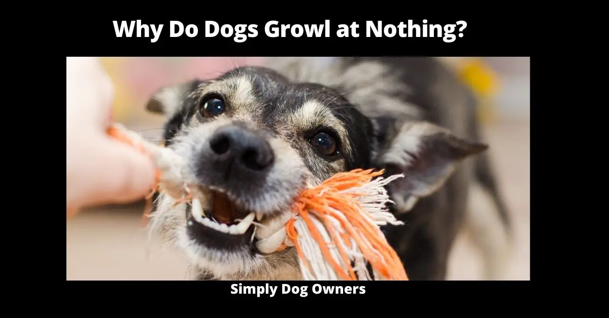 Why Do Dogs Growl at Nothing?