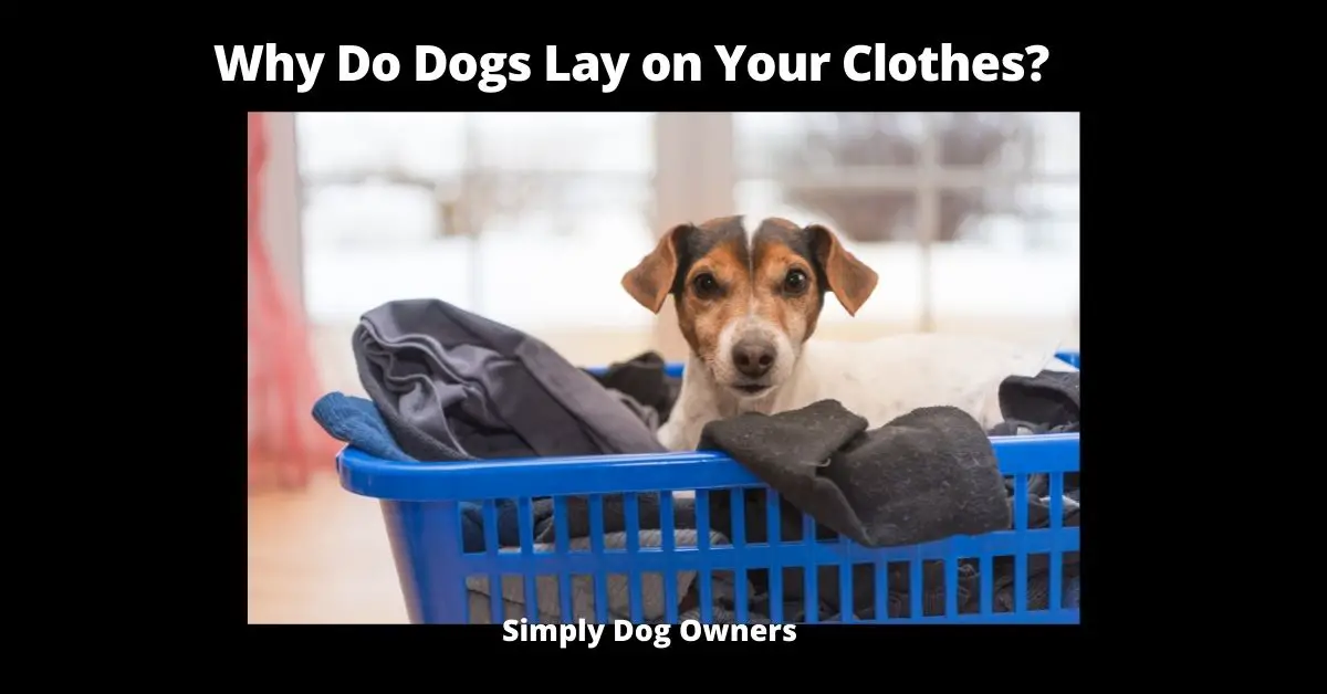 Why Do Dogs Lay on Your Clothes? (11 Reasons) | Dogs 1