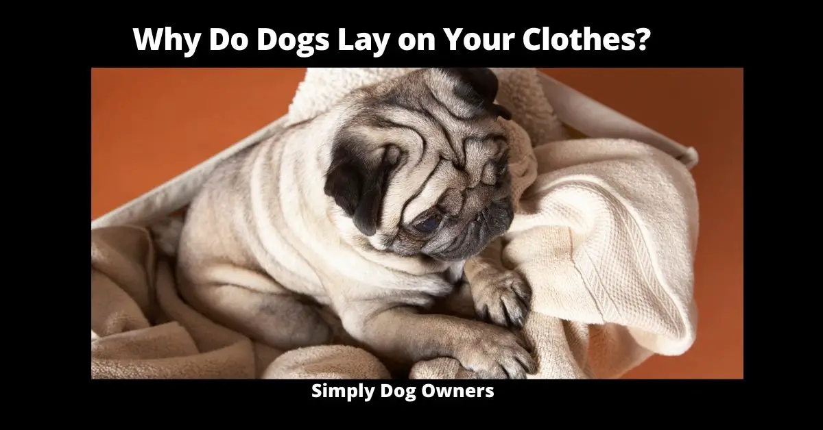 Why Do Dogs Lay on Your Clothes? (11 Reasons) | Dogs 2