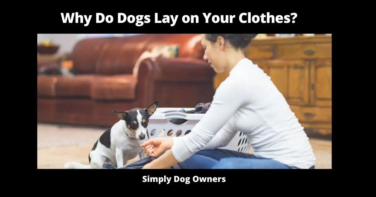 Why Do Dogs Lay on Your Clothes? (11 Reasons) | Dogs 3