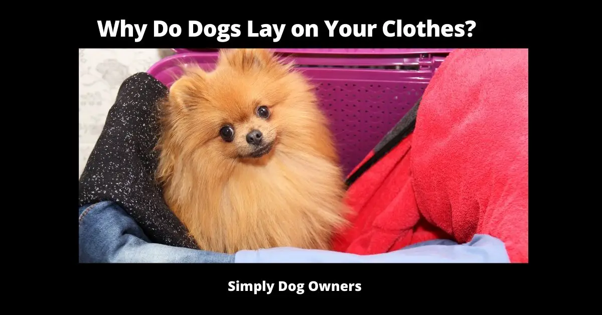 Why Do Dogs Lay on Your Clothes?