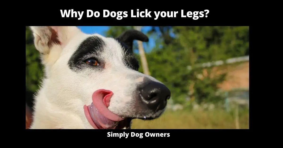 Why Do Dogs Lick your Legs? | Dogs 1
