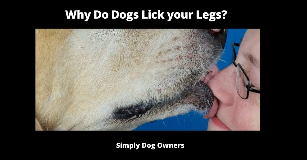 Why Do Dogs Lick your Legs?