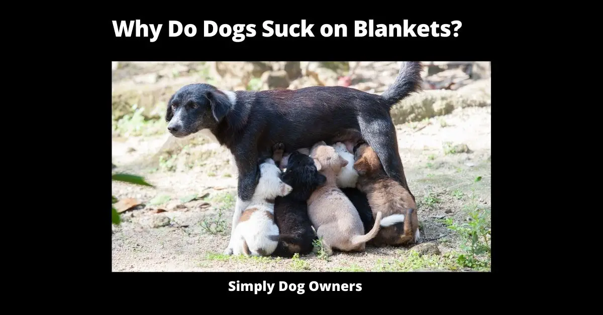 Why Do Dogs Suck on Blankets? | Dogs 1