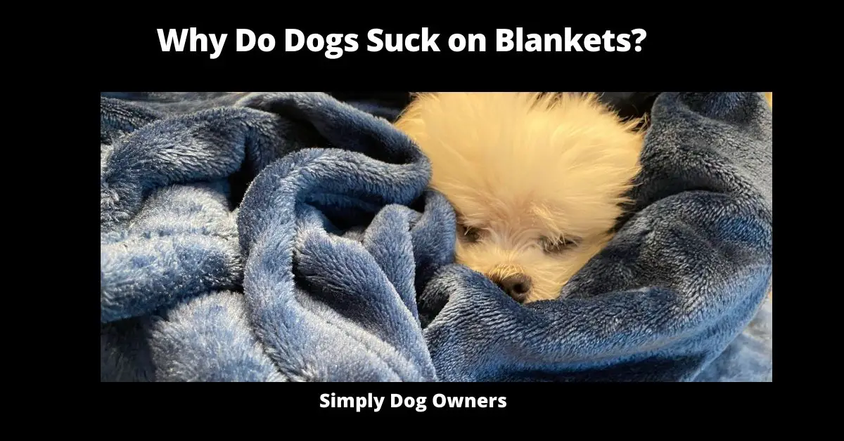 Why Do Dogs Suck on Blankets? | Dogs 2