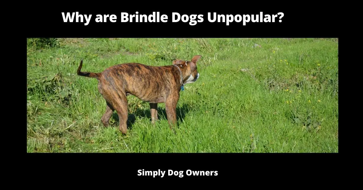 Why are Brindle Dogs Unpopular? | Dogs 1