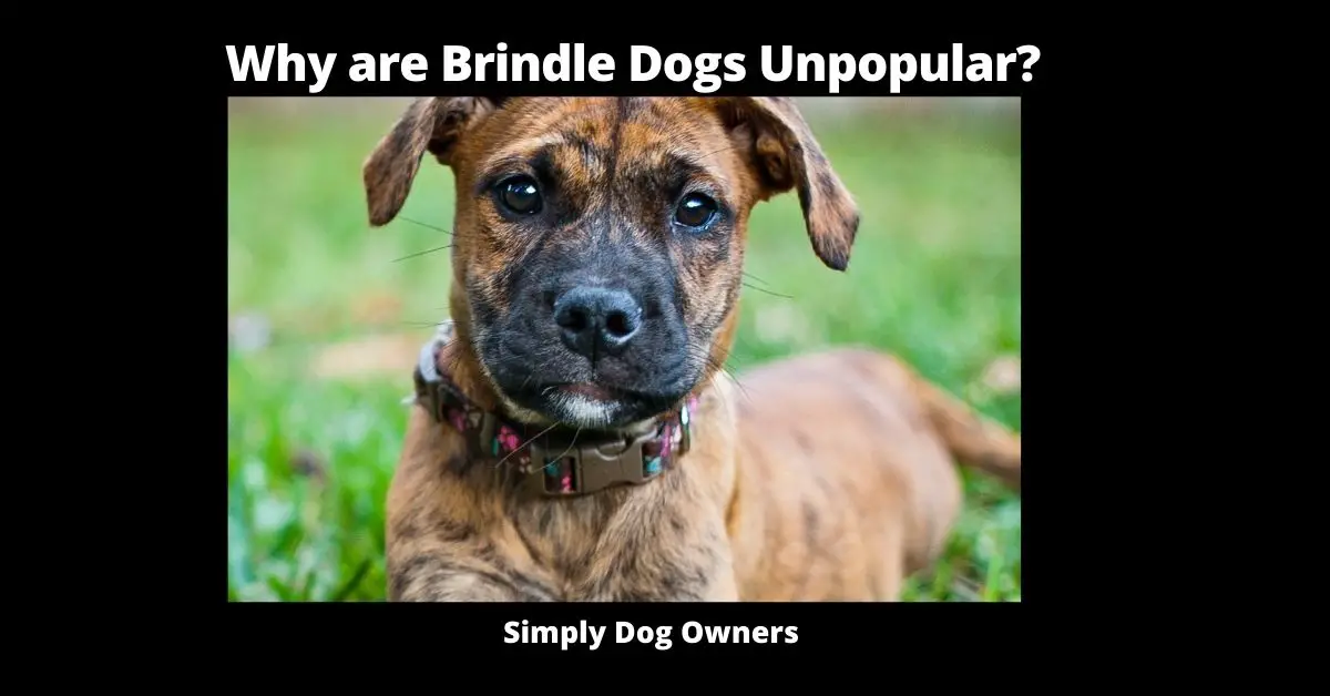 Why are Brindle Dogs Unpopular? | Dogs 2
