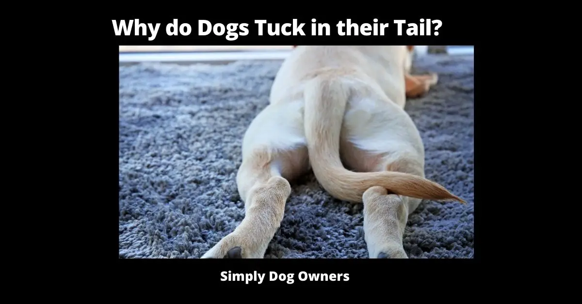 21 Reasons Why do Dogs Tuck their Tails? | Dogs 1