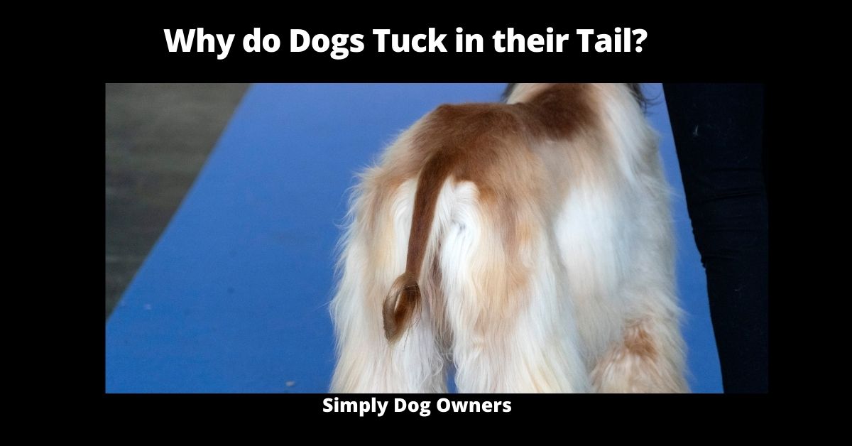 Why do Dogs Tuck in their Tail?