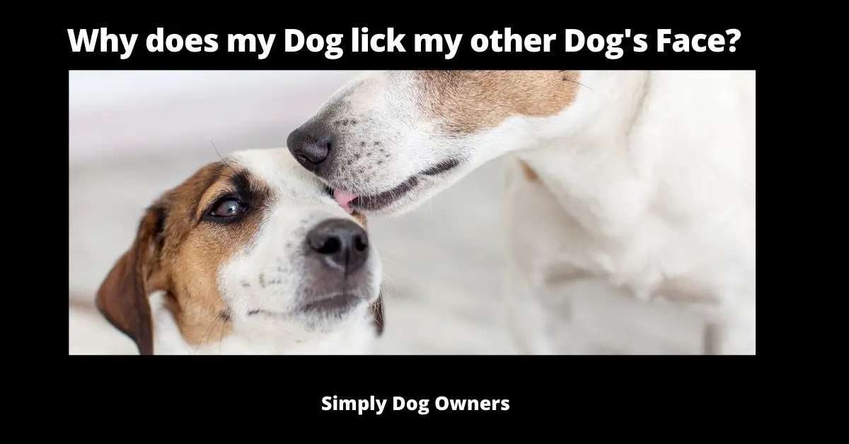 Why does my Dog lick my other Dog's Face? | Dogs 1