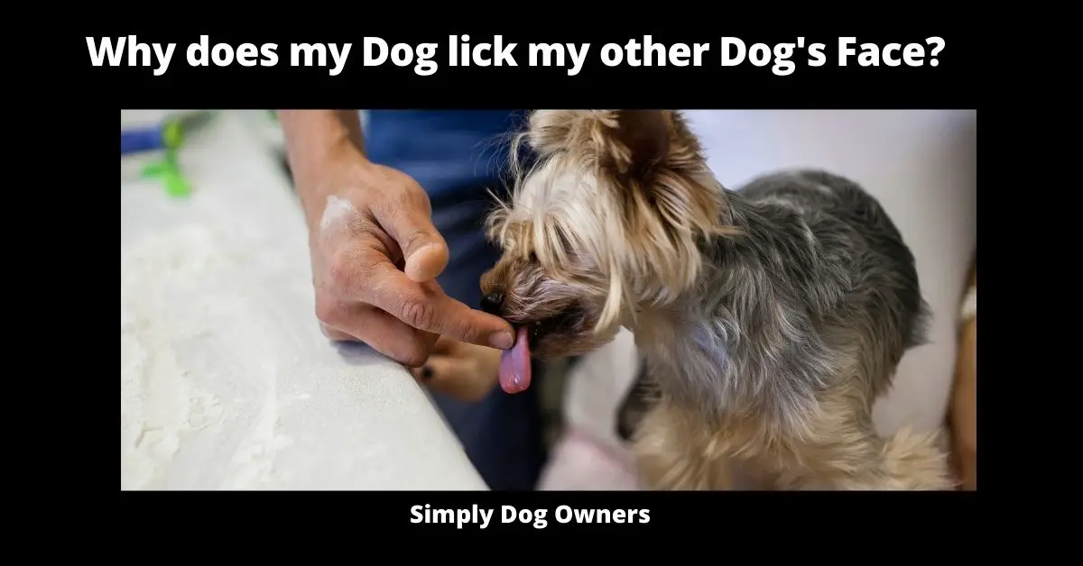 Why does my Dog lick my other Dog's Face? | Dogs 2