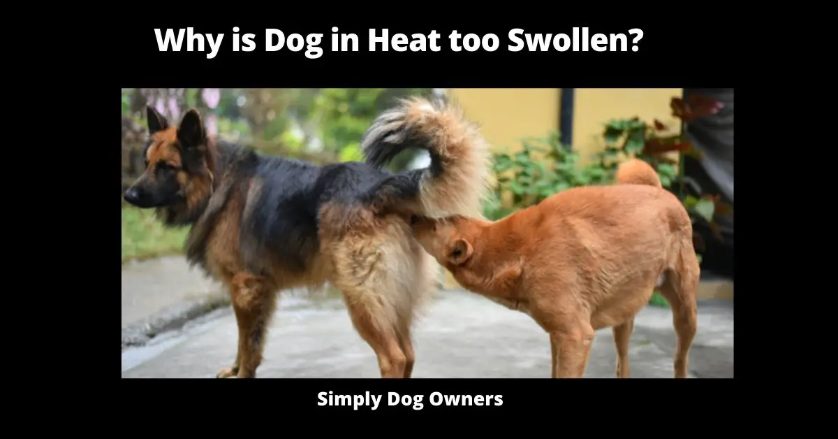 Why is Dog in Heat too Swollen? | Dogs 1