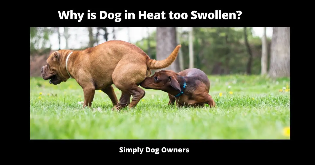 Why is Dog in Heat too Swollen? | Dogs 2