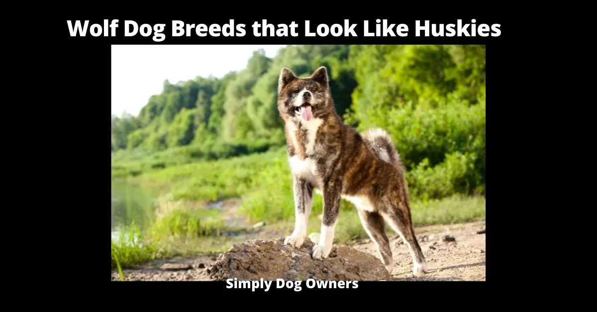 Wolf Dog Breeds that Look Like Huskies (2022) 3