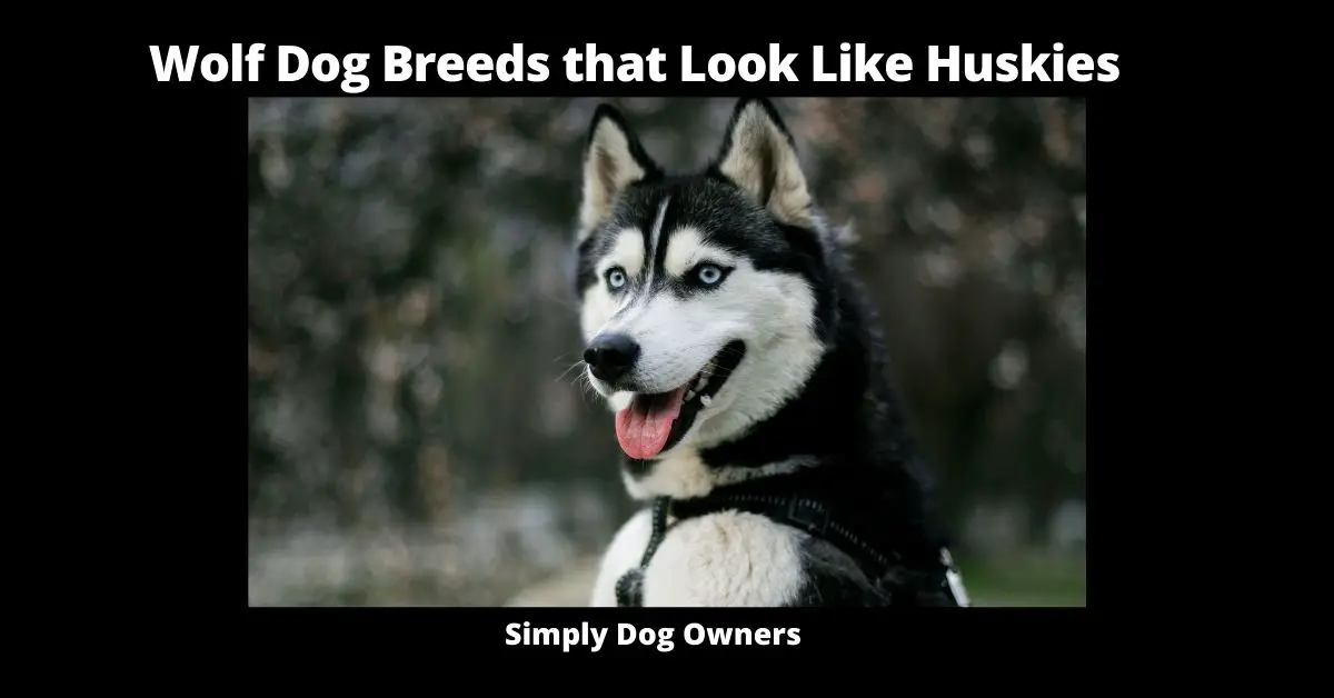 Wolf Dog Breeds that Look Like Huskies
