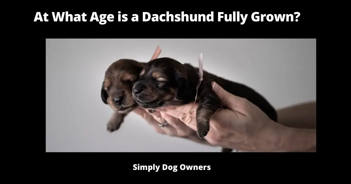 At What Age is a Dachshund Fully Grown?