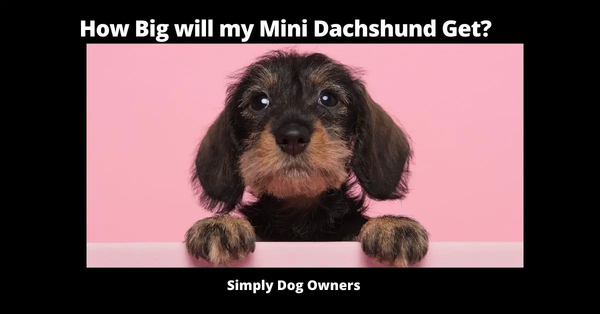 How Big will my Mini Dachshund Get?