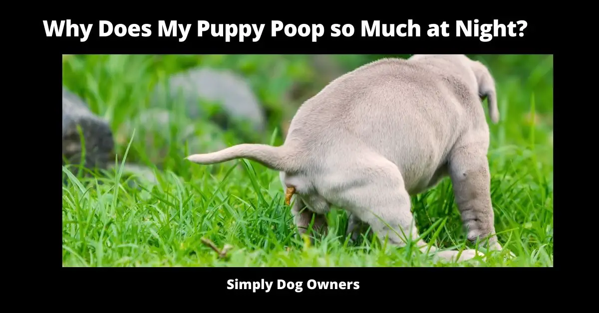 Why Does My Puppy Poop so Much at Night? (24 Top Reasons) 1
