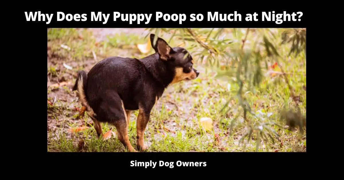 Why Does My Puppy Poop so Much at Night? (24 Top Reasons) 2