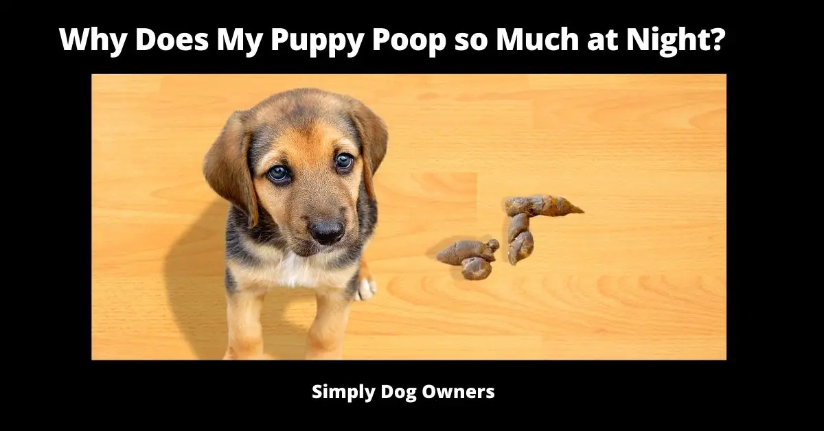 Why Does My Puppy Poop so Much at Night?