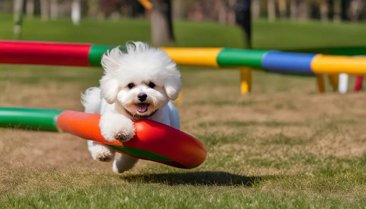 exercise for Bichon Frise